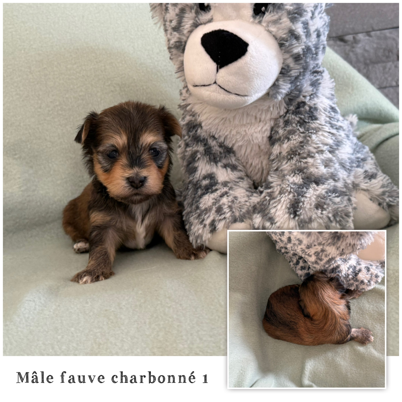 Des Terres De L'Avesnois - Chiots disponibles - Bichon Havanais