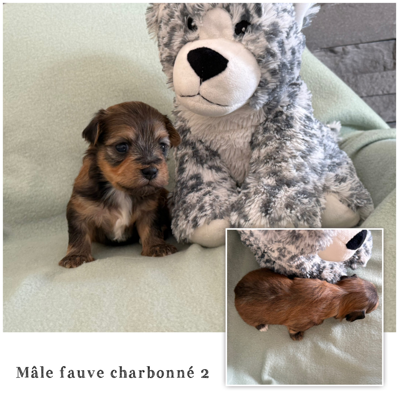 Des Terres De L'Avesnois - Chiots disponibles - Bichon Havanais