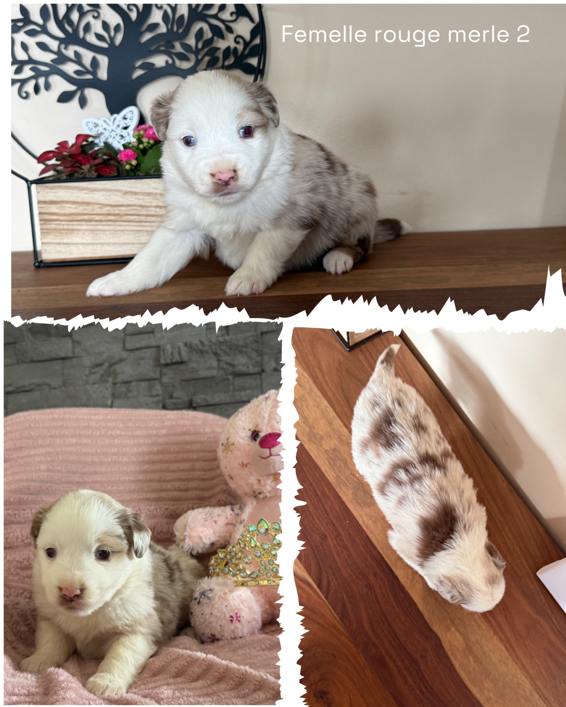 Des Terres De L'Avesnois - Chiots disponibles - Berger Américain Miniature 