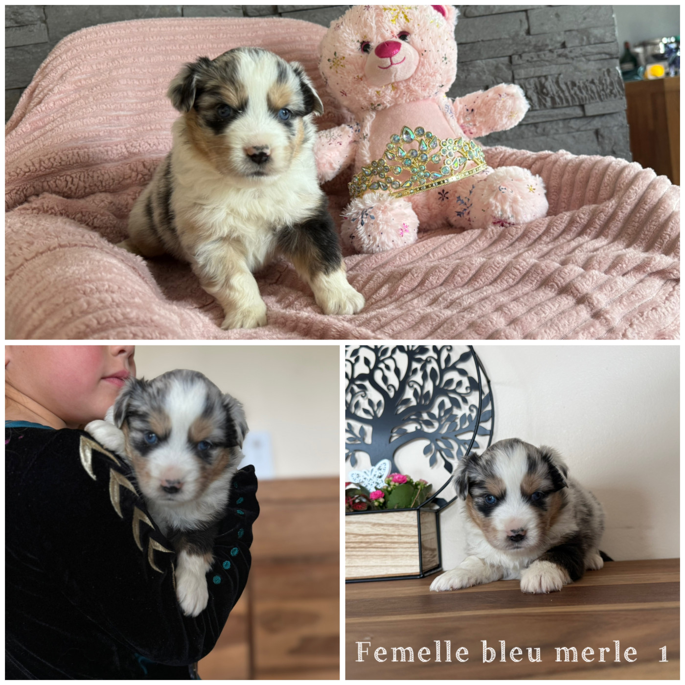 Des Terres De L'Avesnois - Chiots disponibles - Berger Américain Miniature 