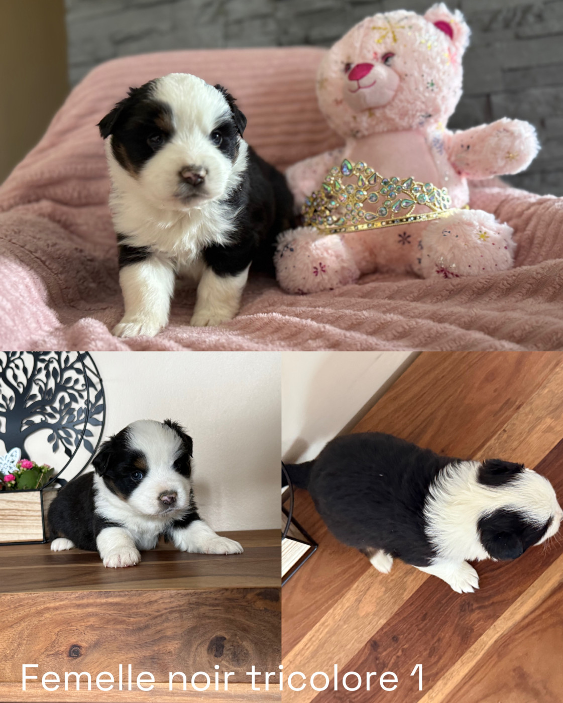 Des Terres De L'Avesnois - Chiots disponibles - Berger Américain Miniature 