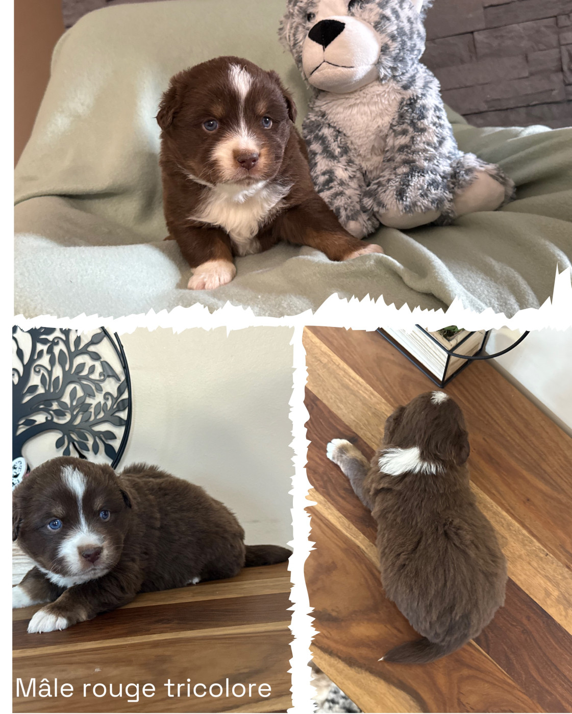 Des Terres De L'Avesnois - Chiots disponibles - Berger Américain Miniature 