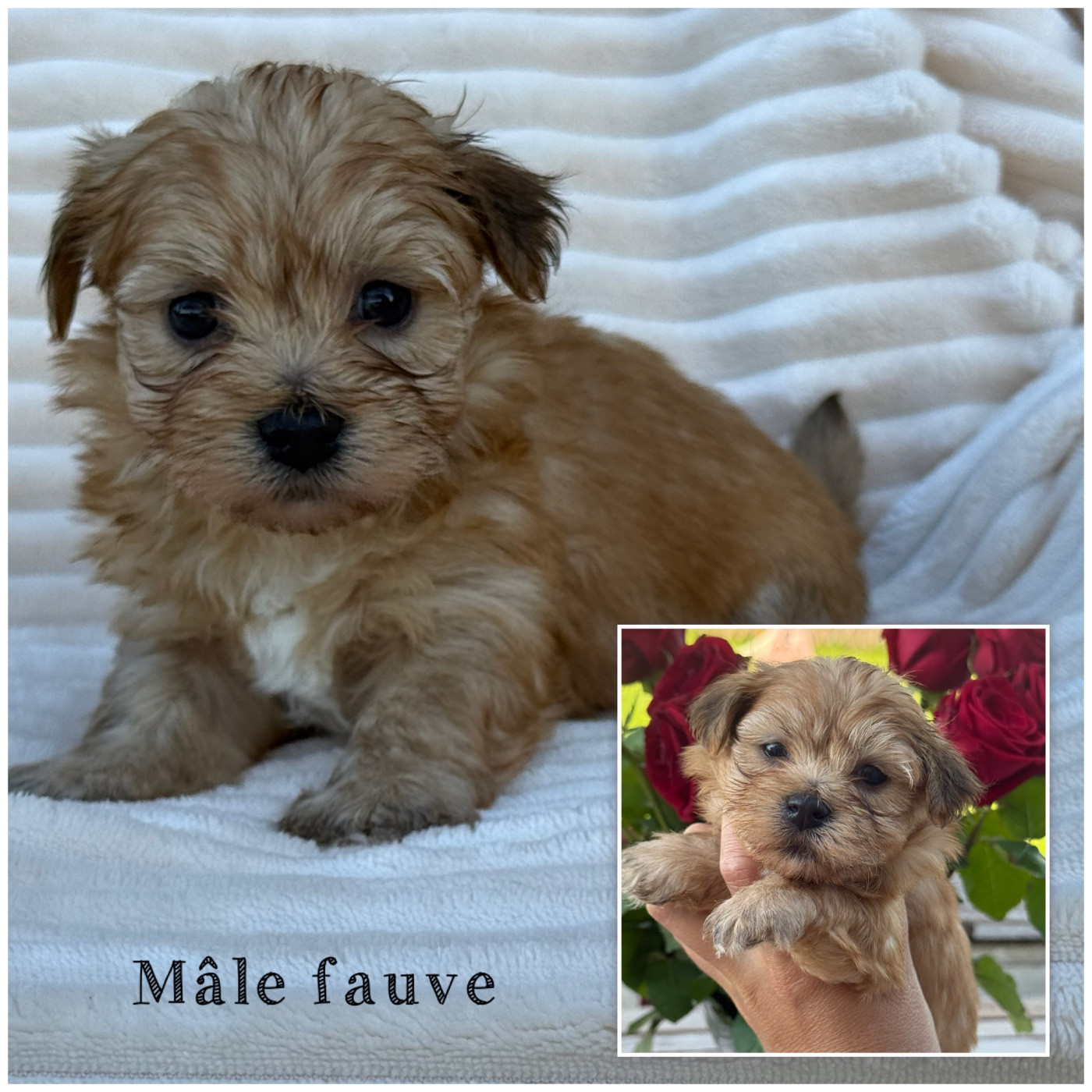 Des Terres De L'Avesnois - Chiots disponibles - Bichon Havanais