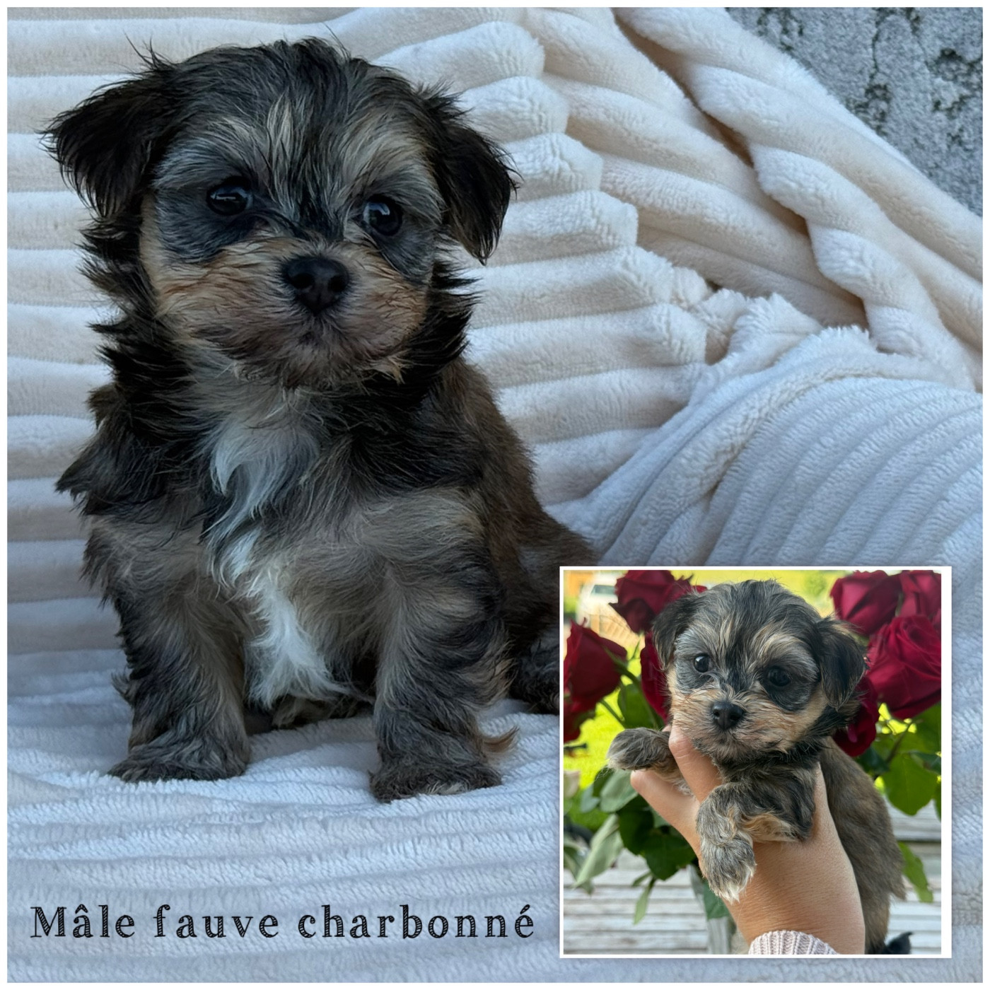 Des Terres De L'Avesnois - Chiots disponibles - Bichon Havanais