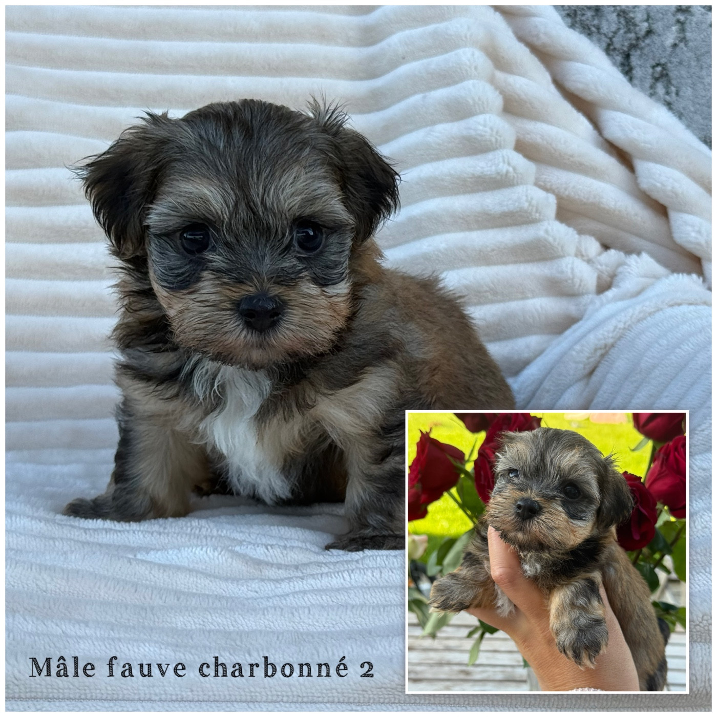 Des Terres De L'Avesnois - Chiots disponibles - Bichon Havanais