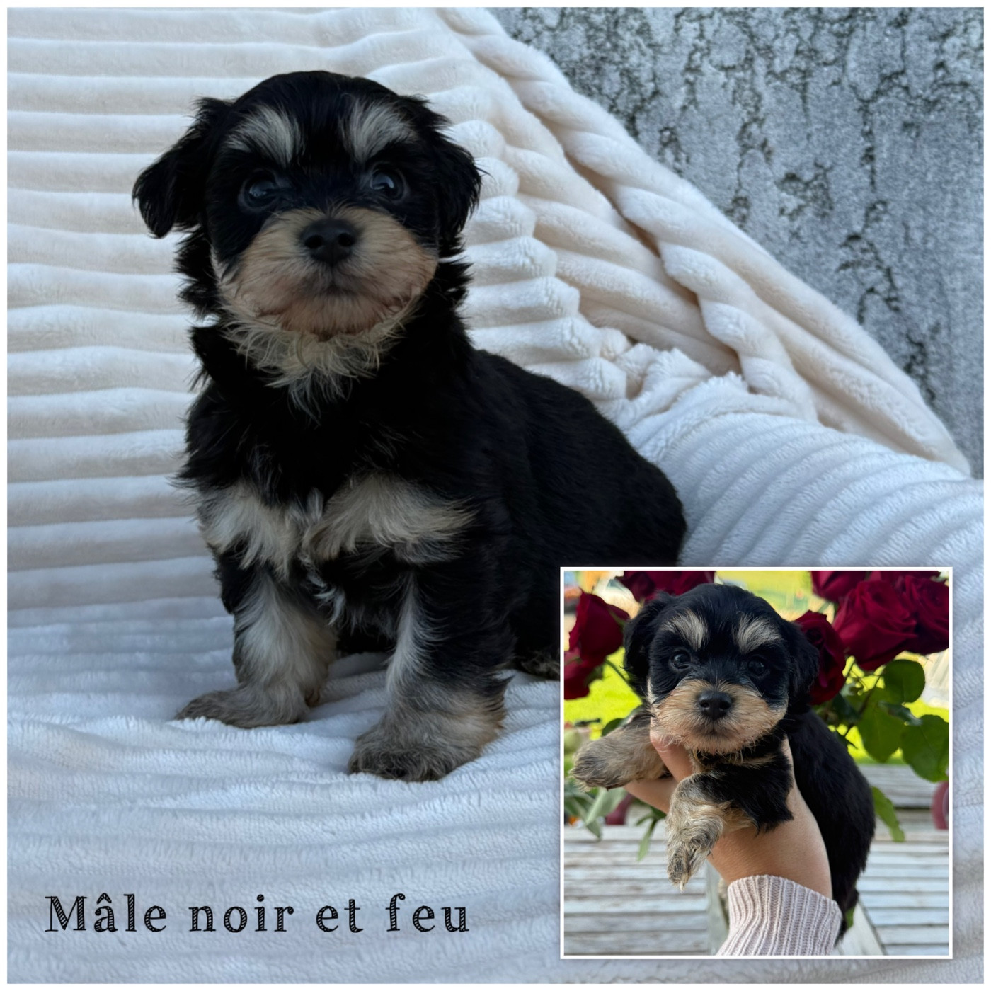 Des Terres De L'Avesnois - Chiots disponibles - Bichon Havanais
