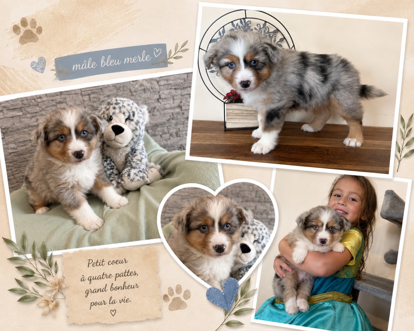 Des Terres De L'Avesnois - Chiots disponibles - Berger Américain Miniature 