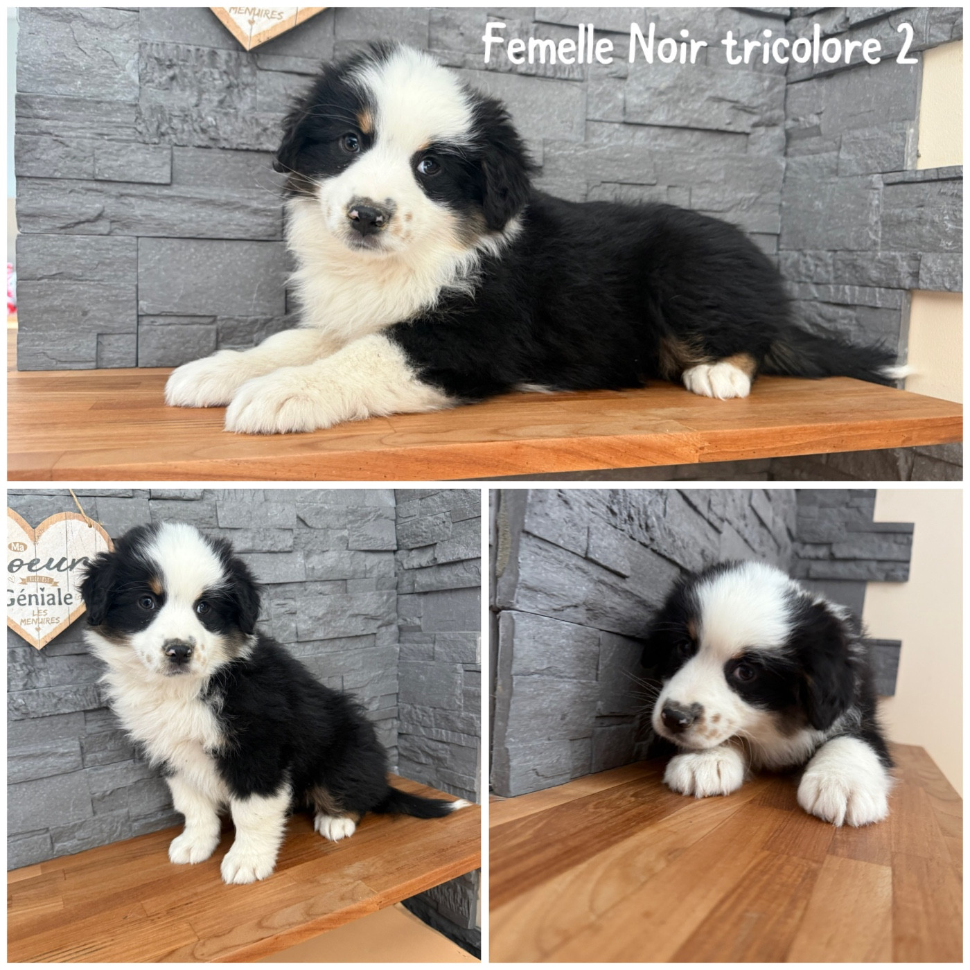 Des Terres De L'Avesnois - Chiots disponibles - Berger Américain Miniature 