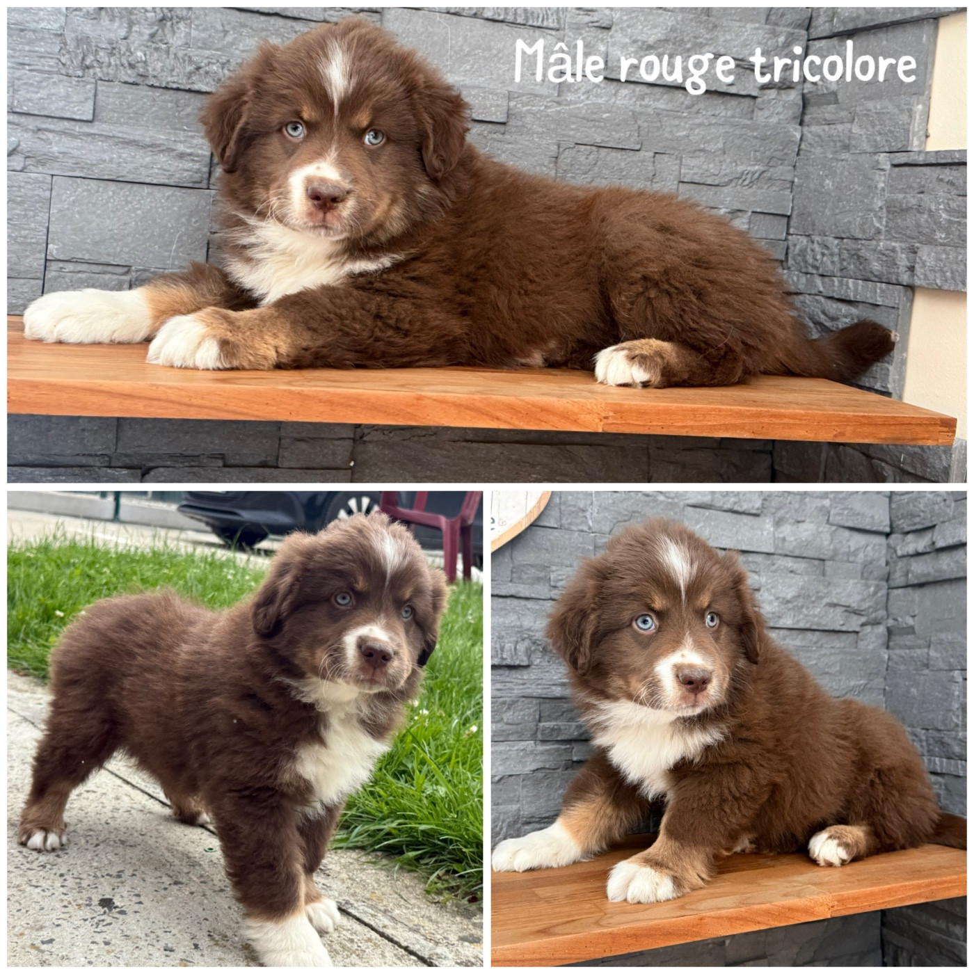 Des Terres De L'Avesnois - Chiots disponibles - Berger Américain Miniature 
