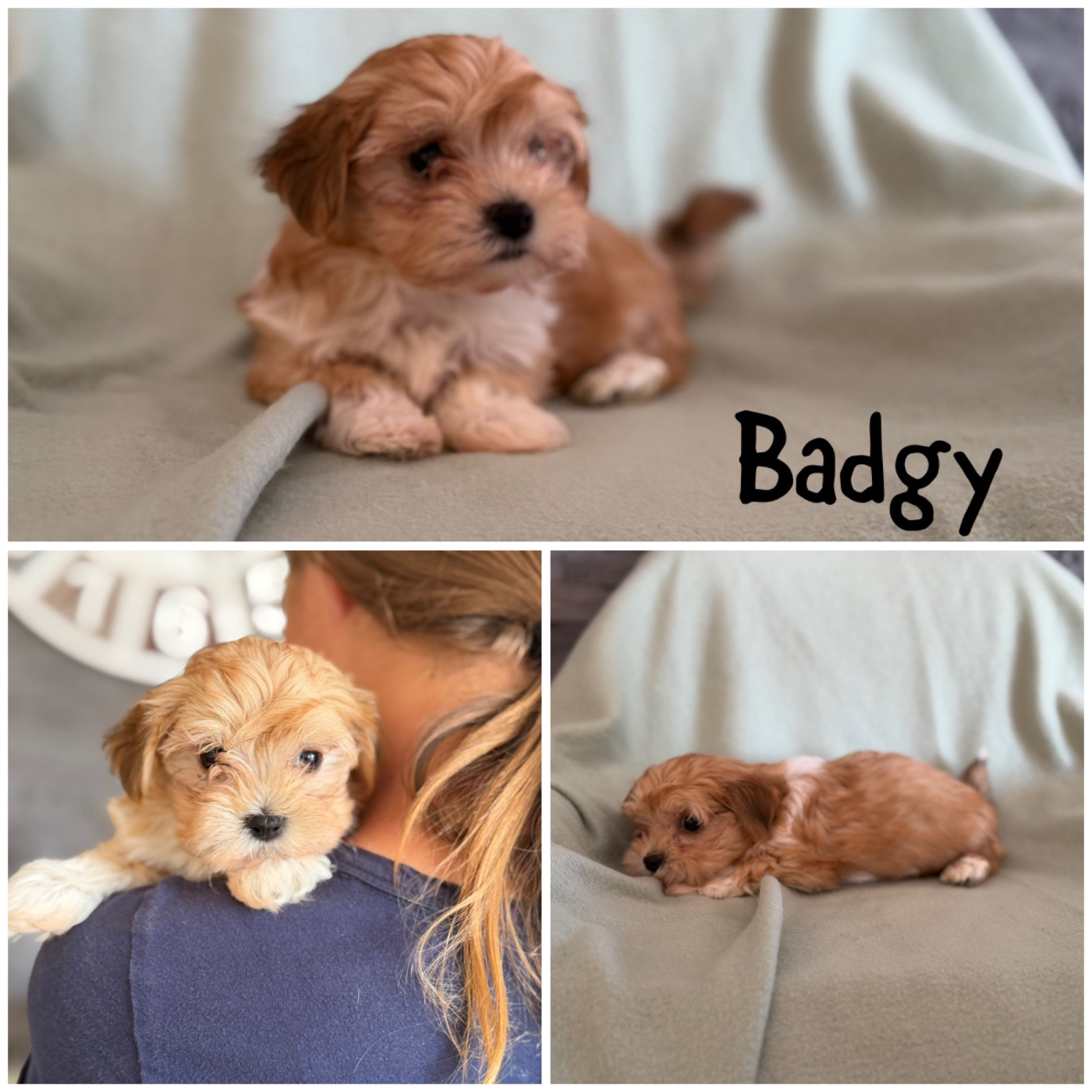 Des Terres De L'Avesnois - Chiots disponibles - Bichon Havanais