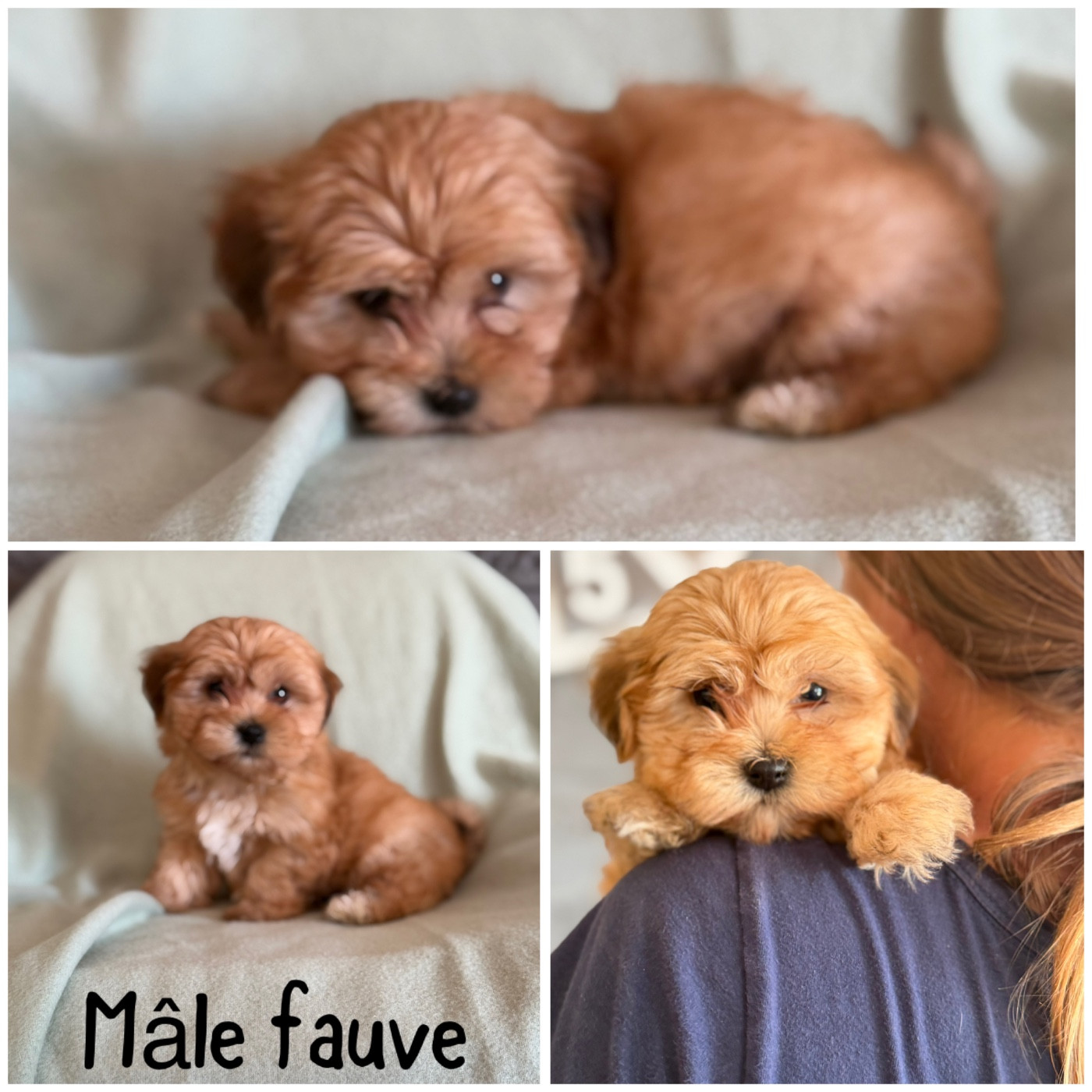 Des Terres De L'Avesnois - Chiots disponibles - Bichon Havanais