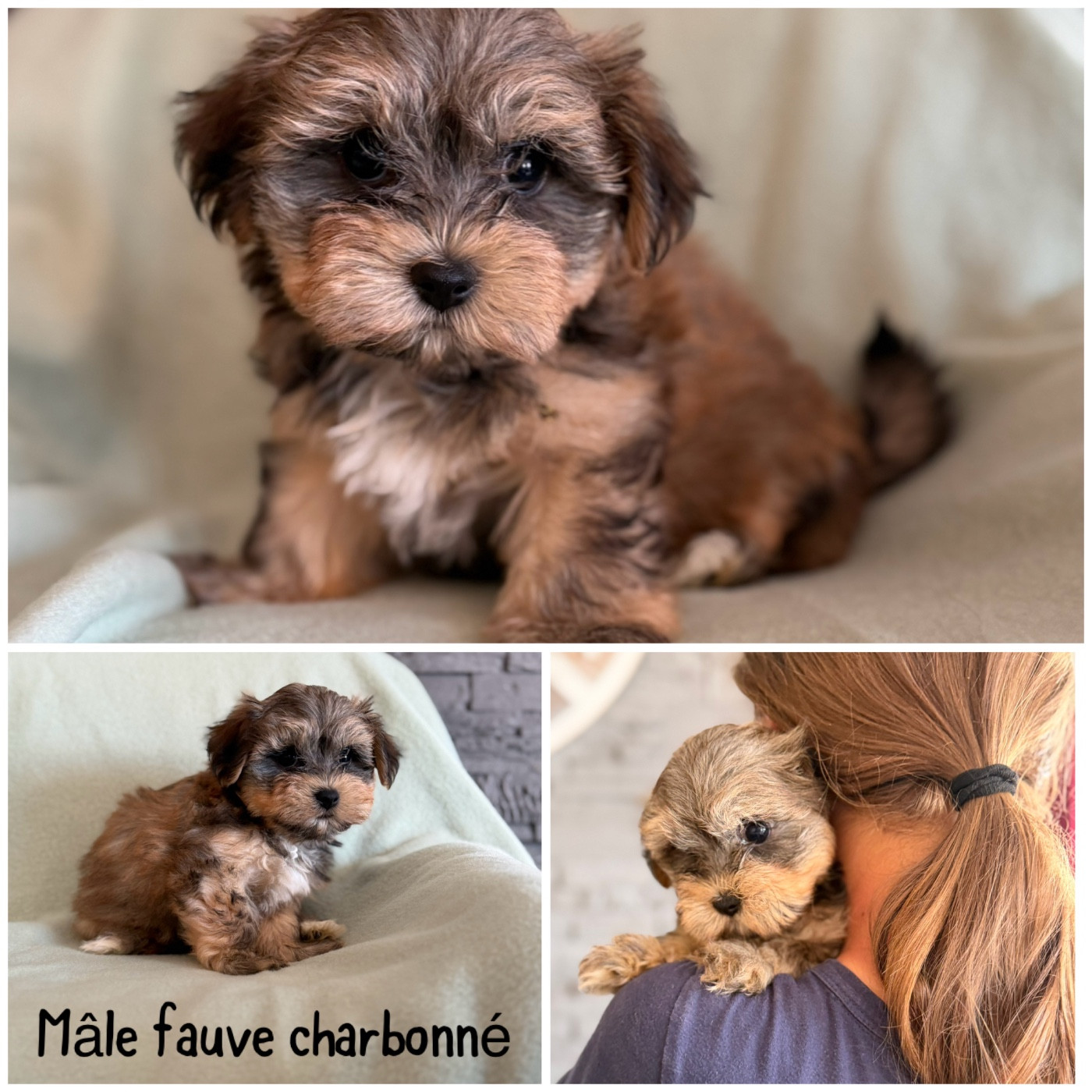 Des Terres De L'Avesnois - Chiots disponibles - Bichon Havanais