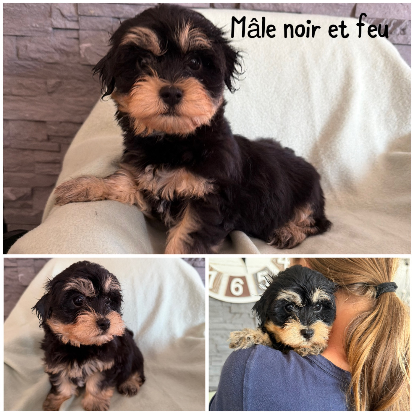 Des Terres De L'Avesnois - Chiots disponibles - Bichon Havanais