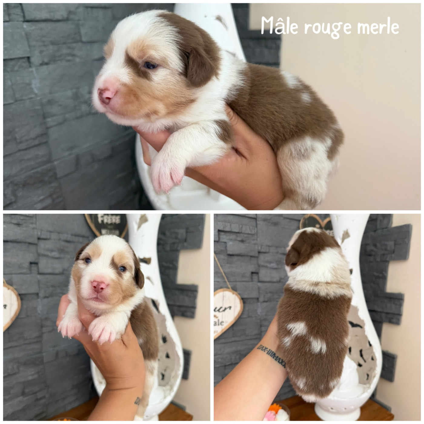 Des Terres De L'Avesnois - Chiots disponibles - Berger Américain Miniature 
