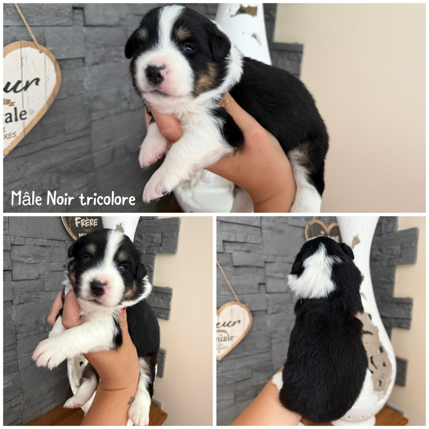 Des Terres De L'Avesnois - Chiots disponibles - Berger Américain Miniature 