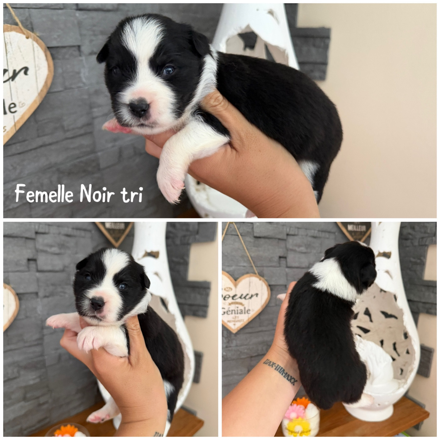 Des Terres De L'Avesnois - Chiots disponibles - Berger Américain Miniature 