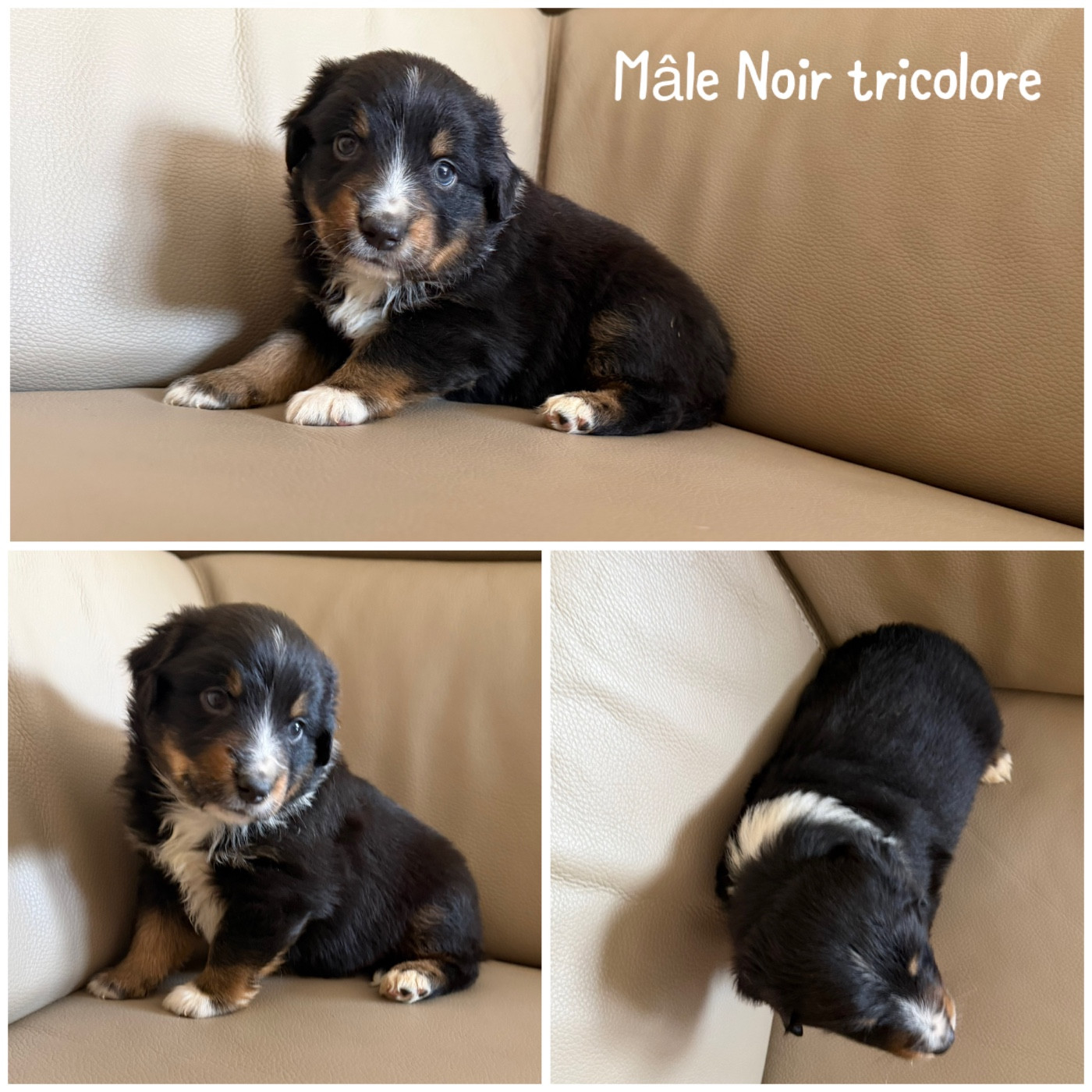 Des Terres De L'Avesnois - Chiots disponibles - Berger Américain Miniature 