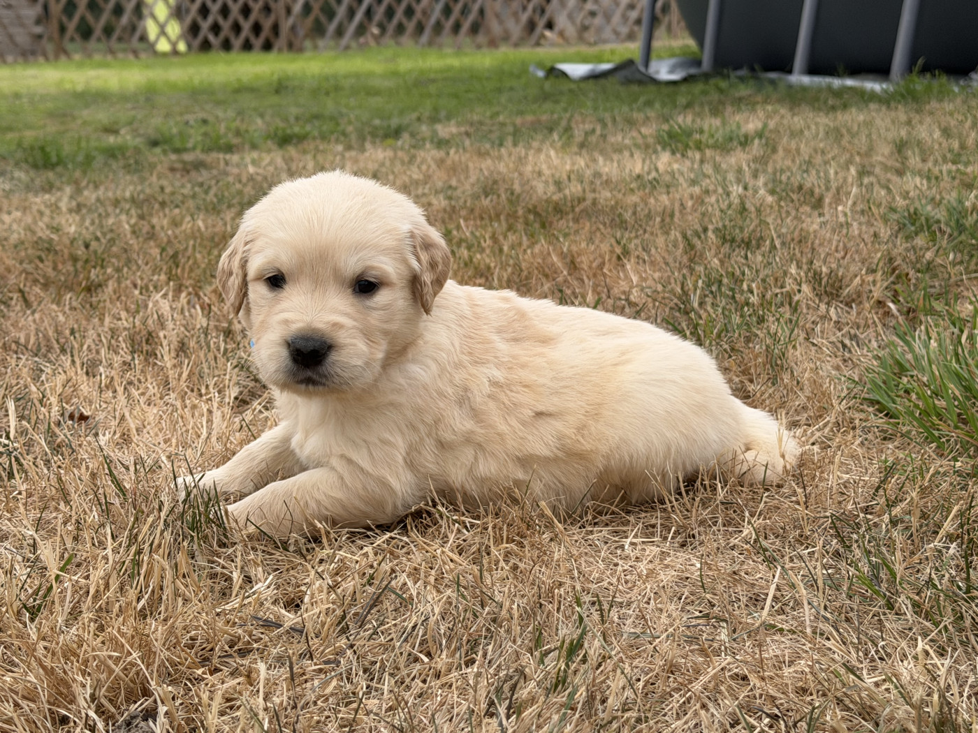 Des Terres De L'Avesnois - Chiots disponibles - Golden Retriever