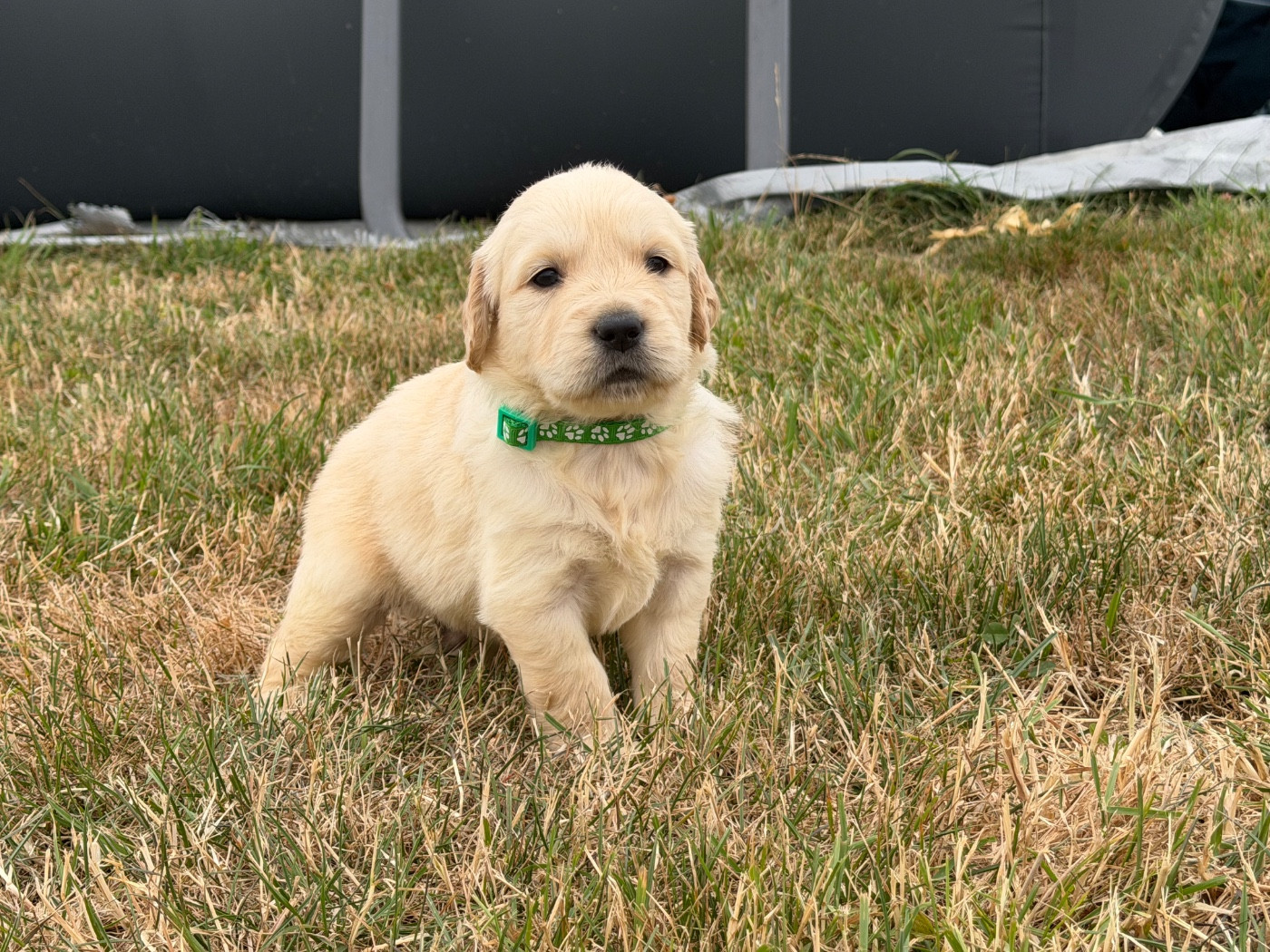 Des Terres De L'Avesnois - Chiots disponibles - Golden Retriever
