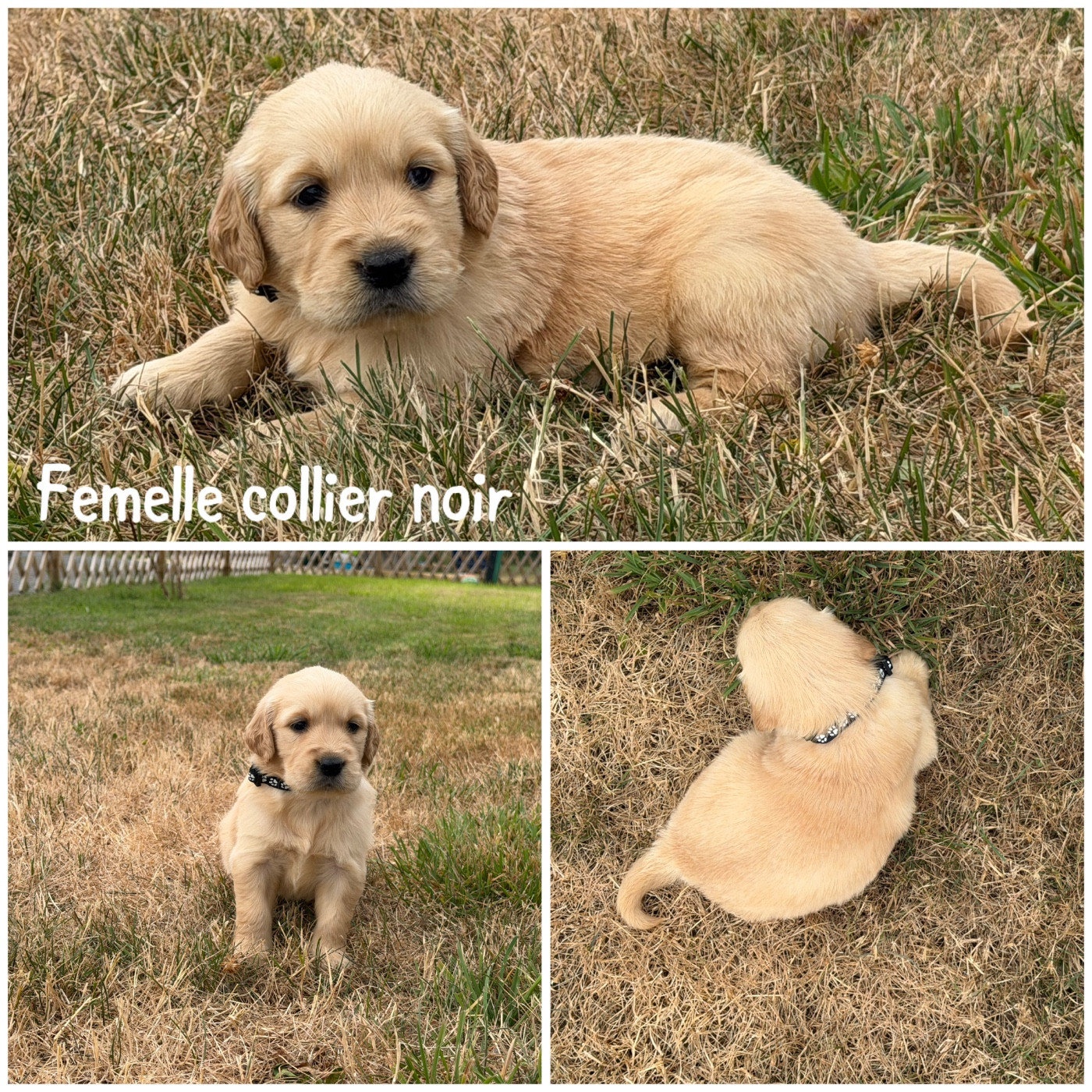 Des Terres De L'Avesnois - Chiots disponibles - Golden Retriever