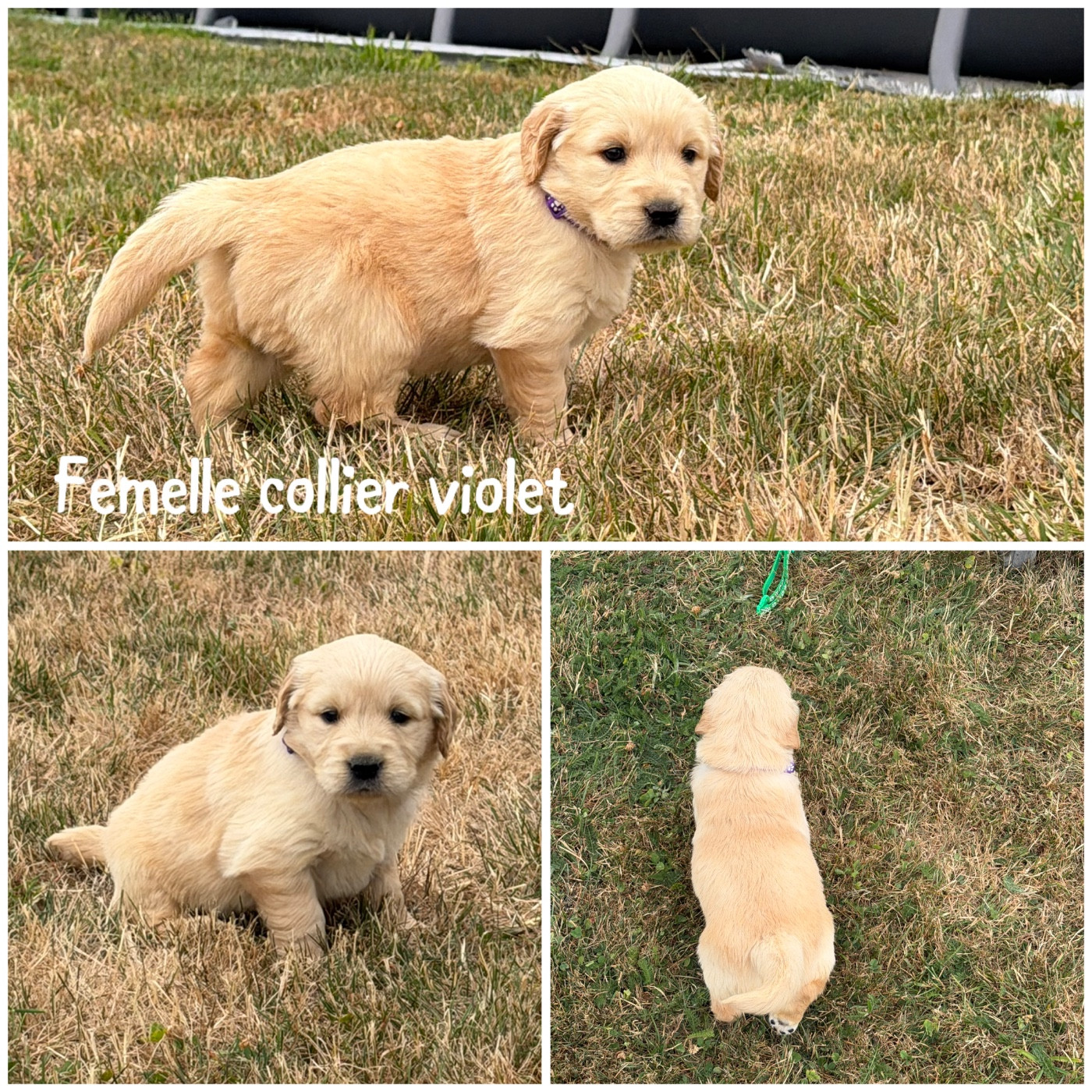 Des Terres De L'Avesnois - Chiots disponibles - Golden Retriever