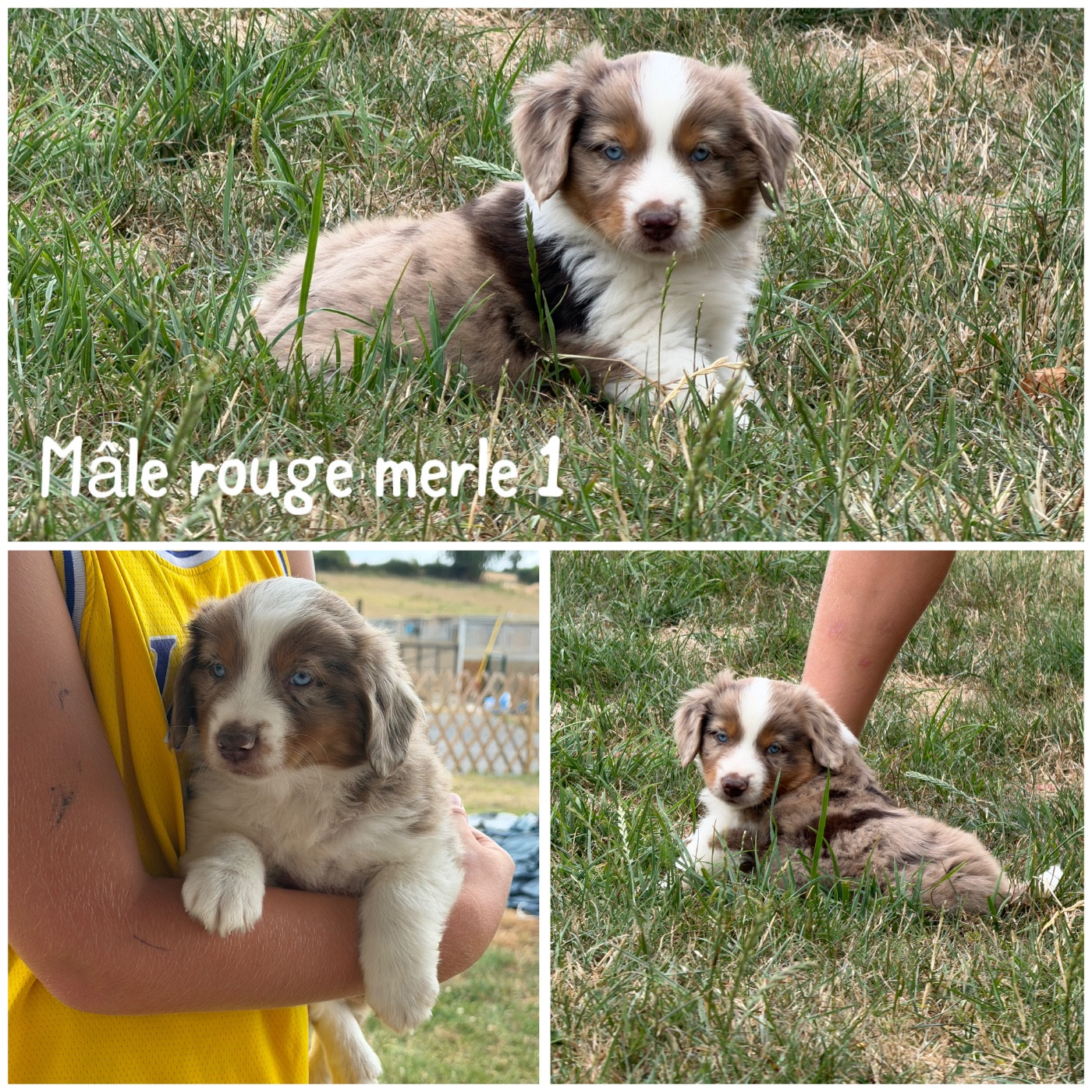 Des Terres De L'Avesnois - Chiots disponibles - Berger Américain Miniature 