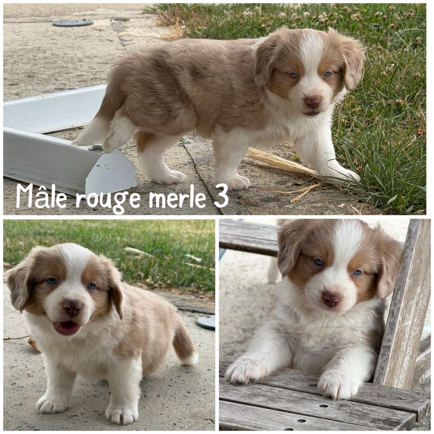 Des Terres De L'Avesnois - Chiots disponibles - Berger Américain Miniature 