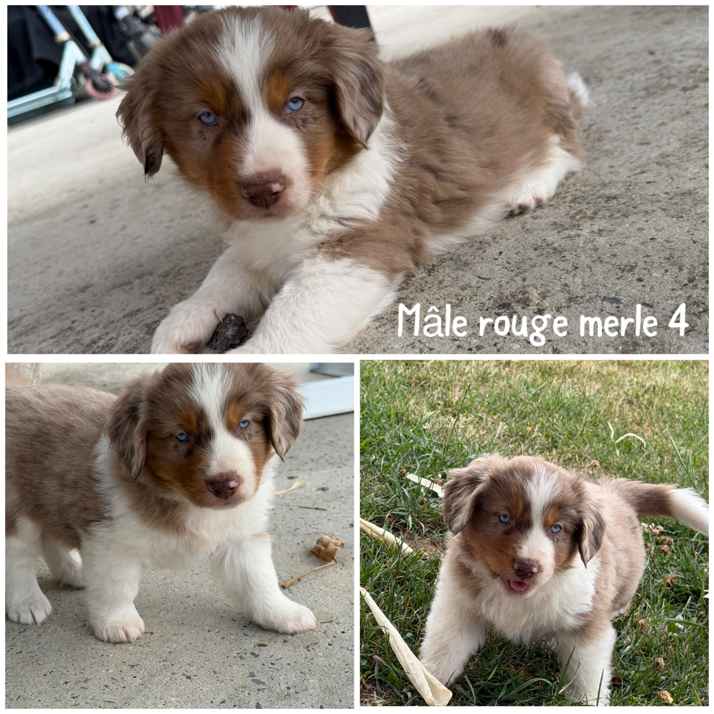Des Terres De L'Avesnois - Chiots disponibles - Berger Américain Miniature 