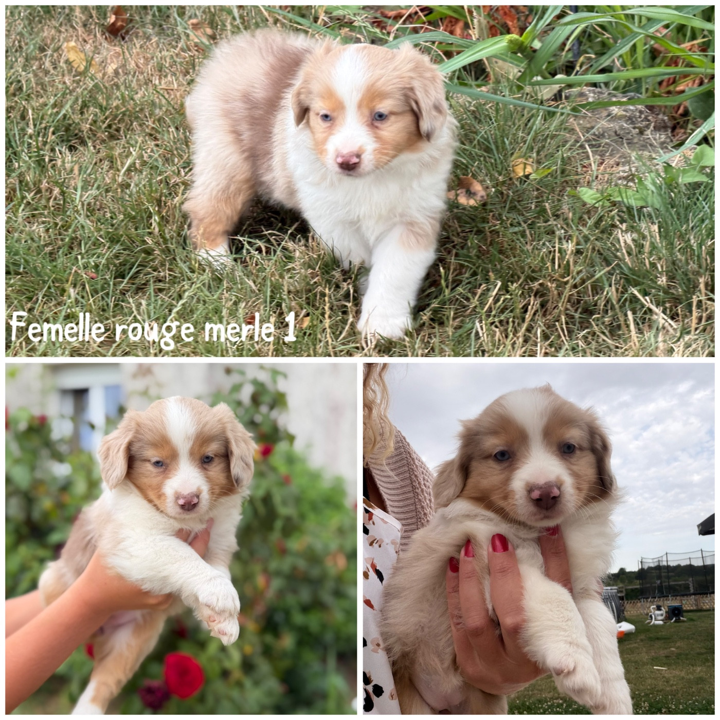 Des Terres De L'Avesnois - Chiots disponibles - Berger Américain Miniature 