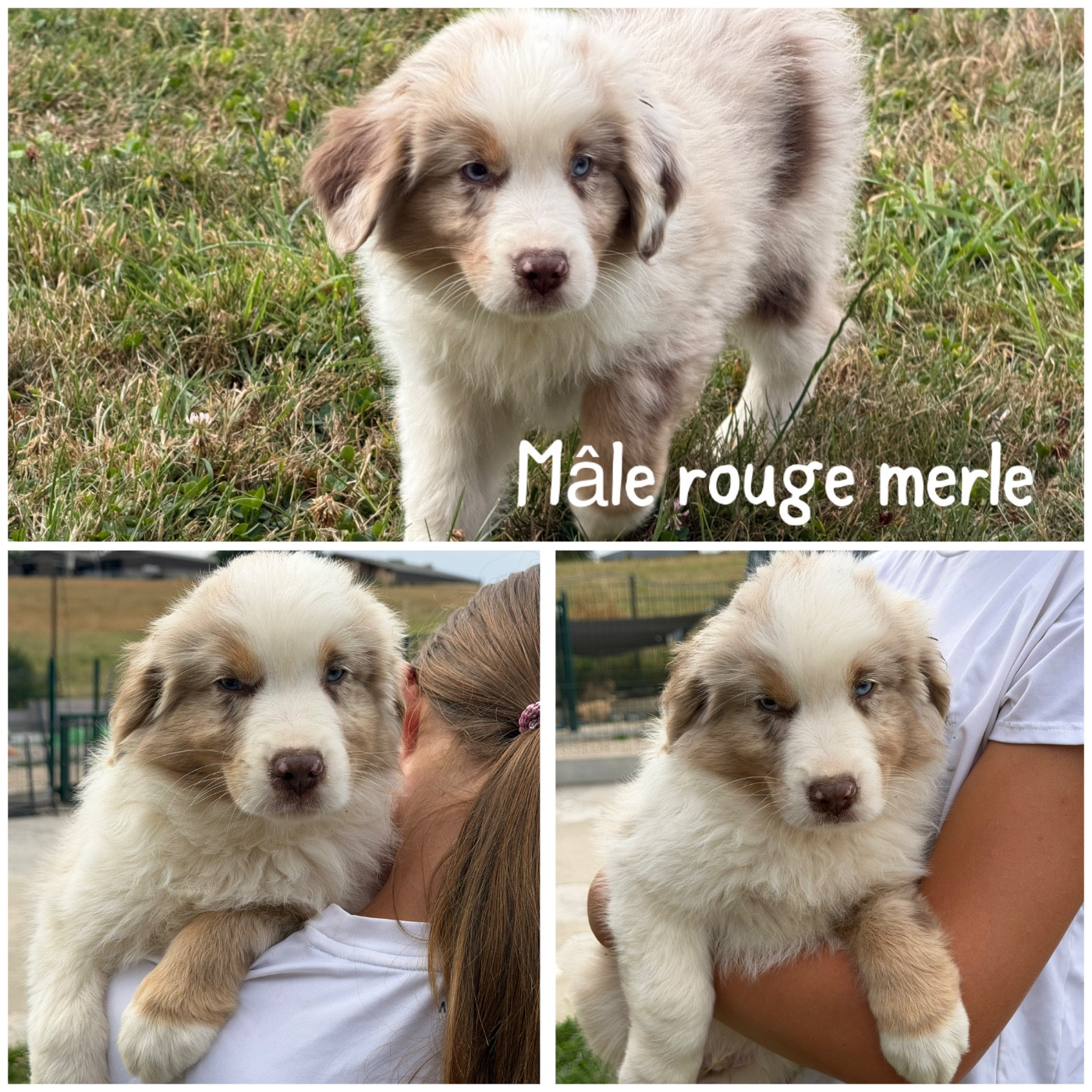 Des Terres De L'Avesnois - Chiots disponibles - Berger Américain Miniature 