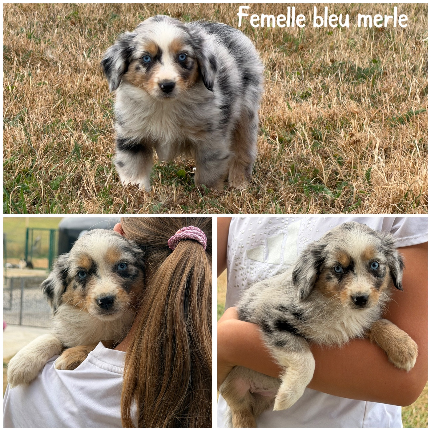Des Terres De L'Avesnois - Chiots disponibles - Berger Américain Miniature 