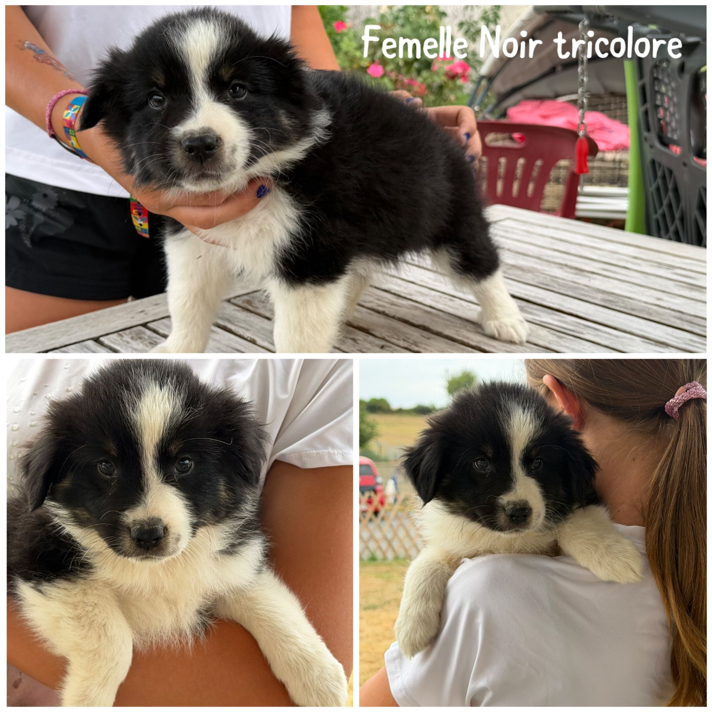 Des Terres De L'Avesnois - Chiots disponibles - Berger Américain Miniature 