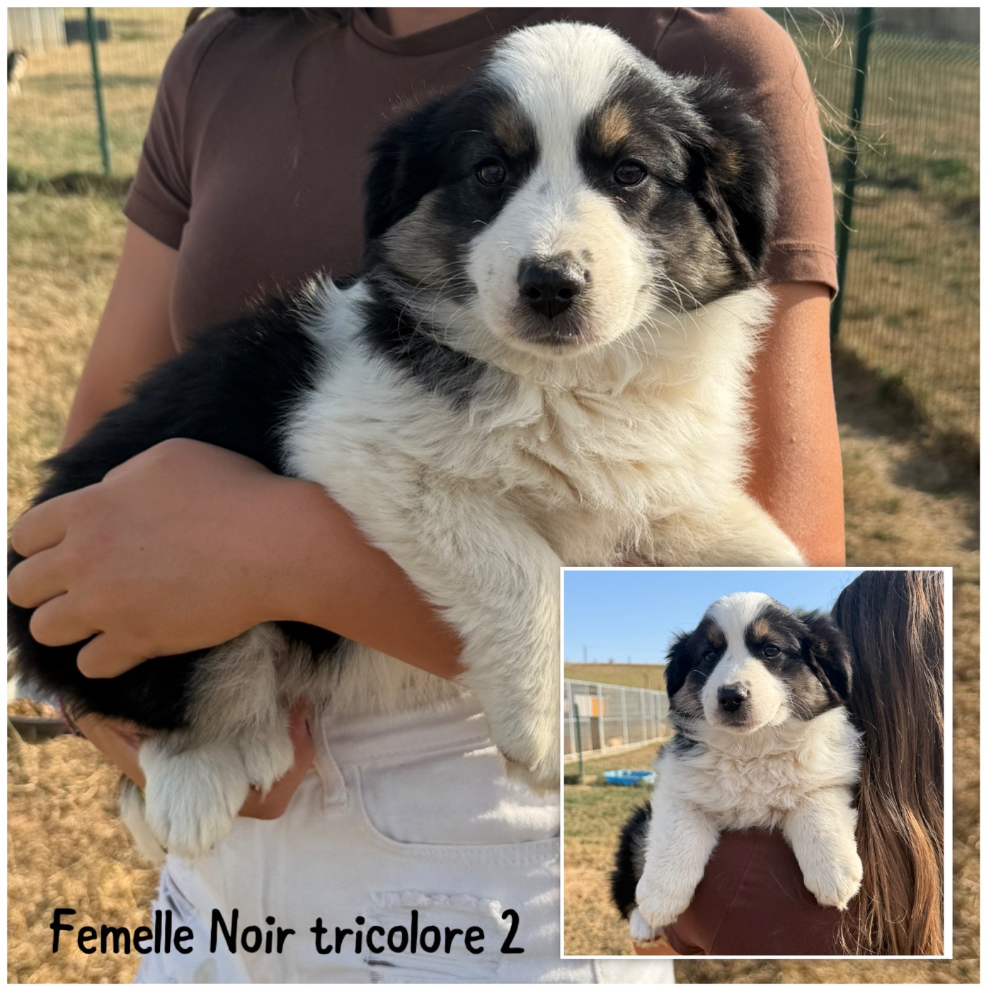 Des Terres De L'Avesnois - Chiots disponibles - Berger Américain Miniature 
