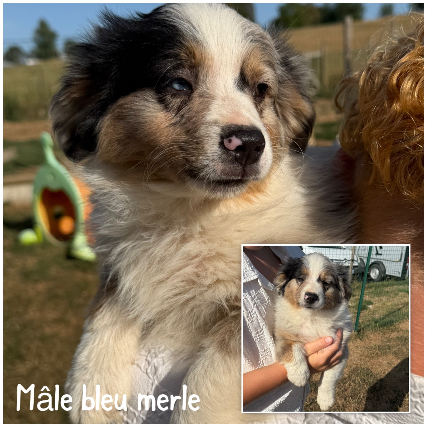 Des Terres De L'Avesnois - Chiots disponibles - Berger Américain Miniature 