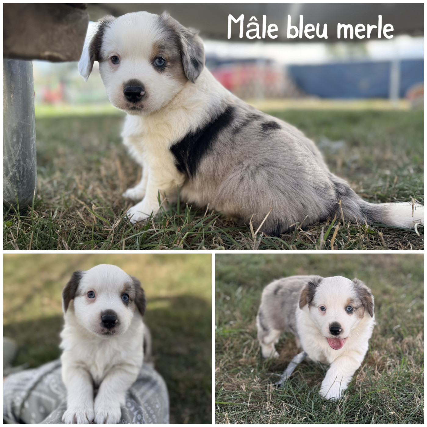 Des Terres De L'Avesnois - Chiots disponibles - Berger Américain Miniature 
