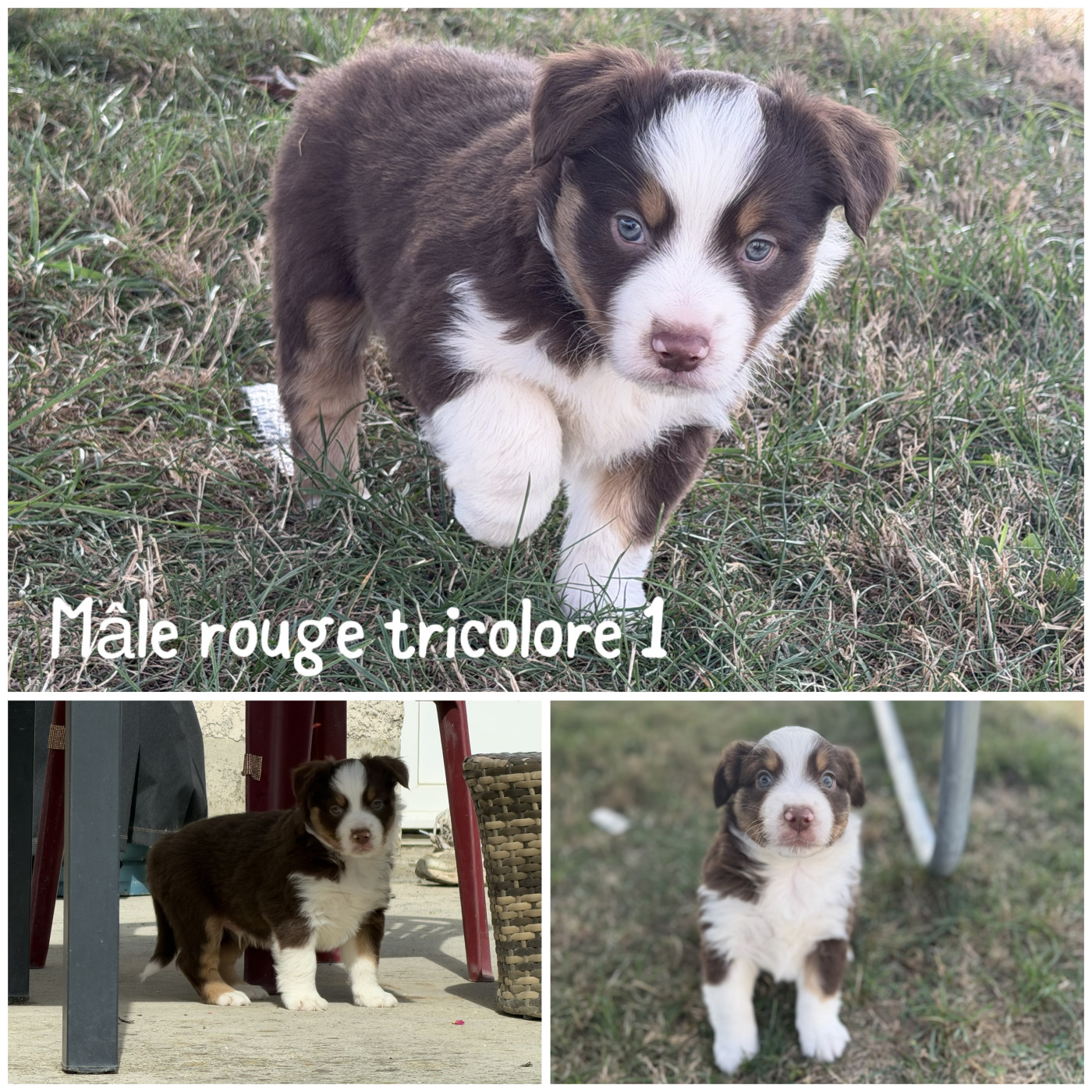 Des Terres De L'Avesnois - Chiots disponibles - Berger Américain Miniature 