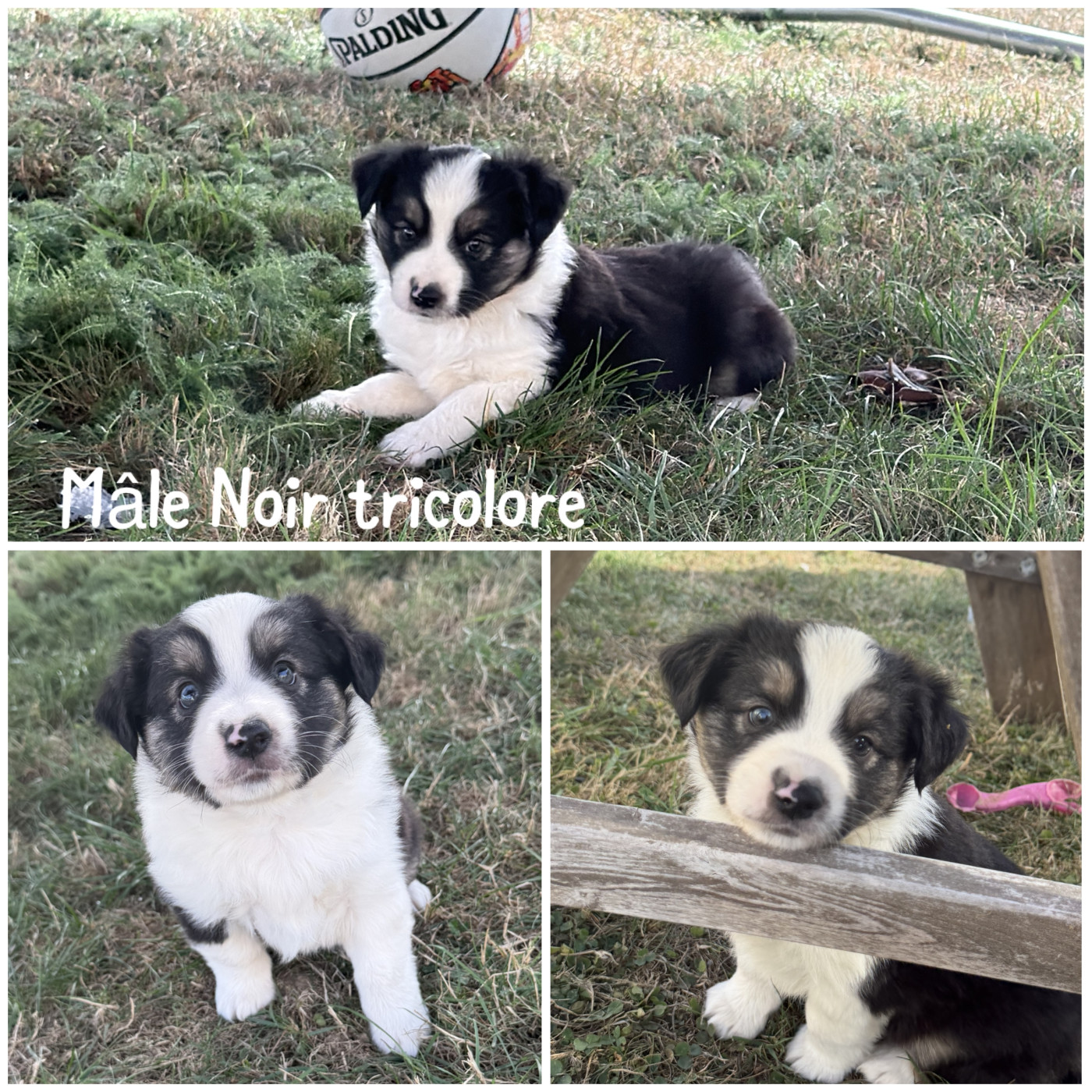 Des Terres De L'Avesnois - Chiots disponibles - Berger Américain Miniature 