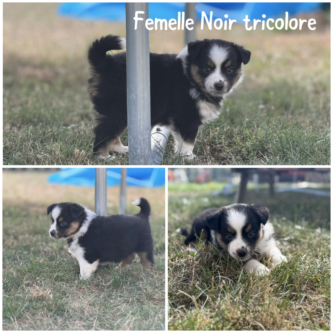Des Terres De L'Avesnois - Chiots disponibles - Berger Américain Miniature 