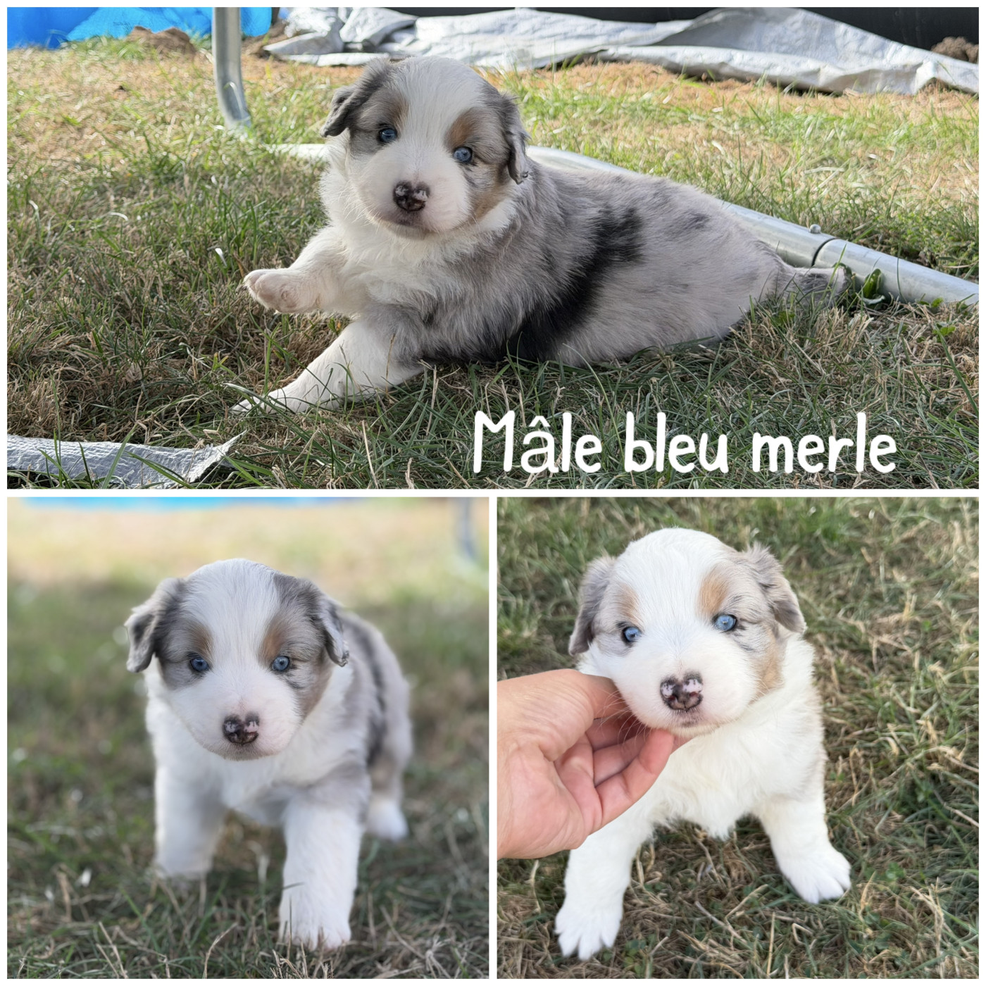 Des Terres De L'Avesnois - Chiots disponibles - Berger Américain Miniature 