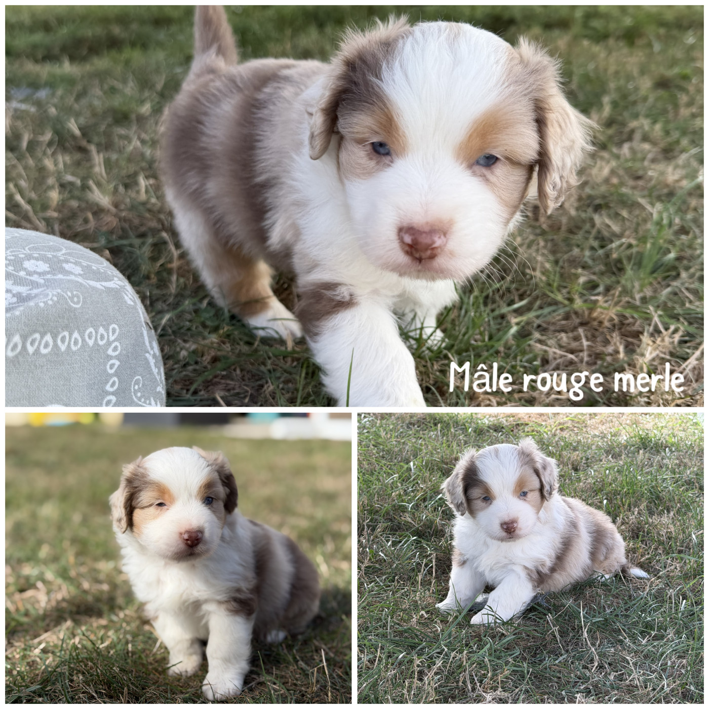 Des Terres De L'Avesnois - Chiots disponibles - Berger Américain Miniature 