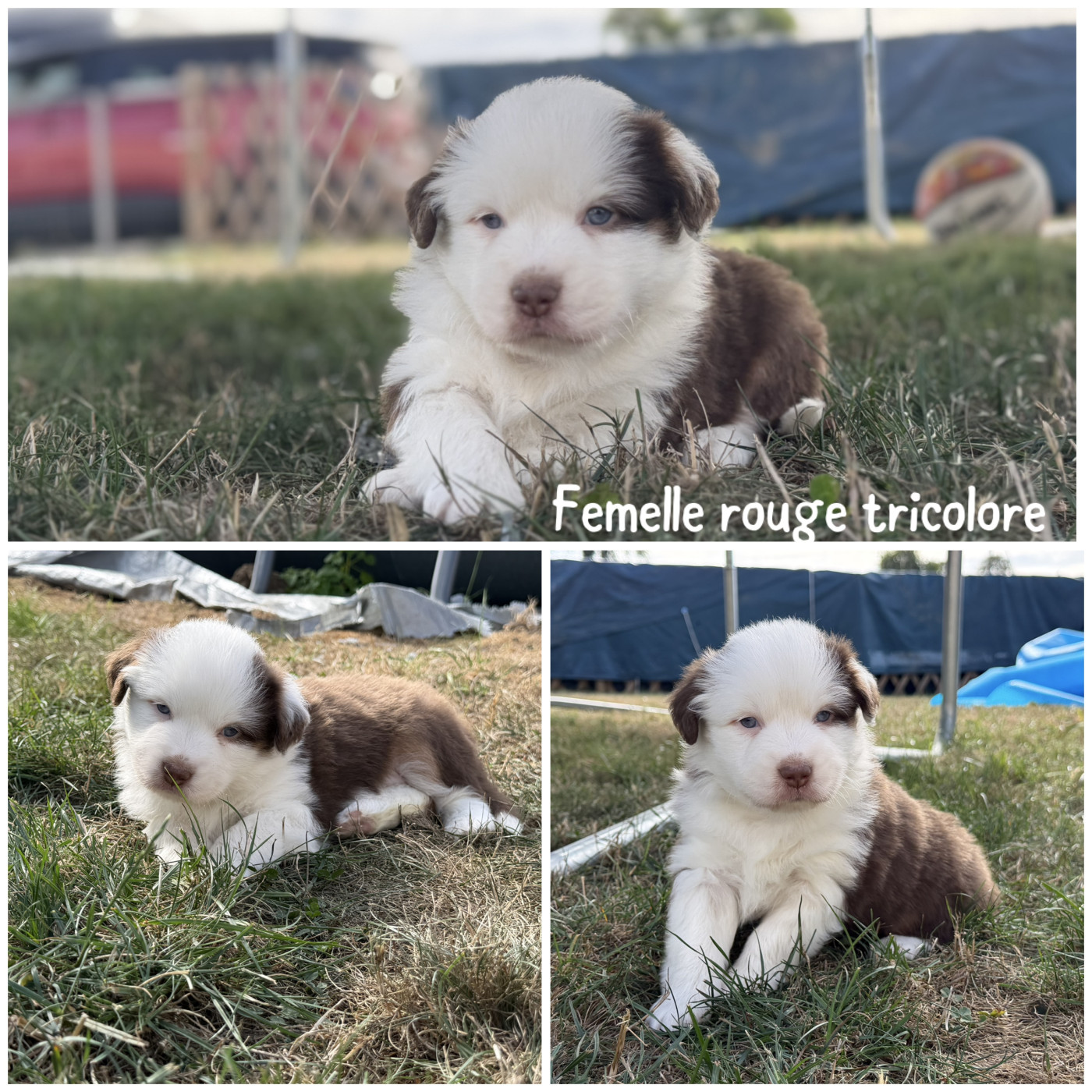 Des Terres De L'Avesnois - Chiots disponibles - Berger Américain Miniature 