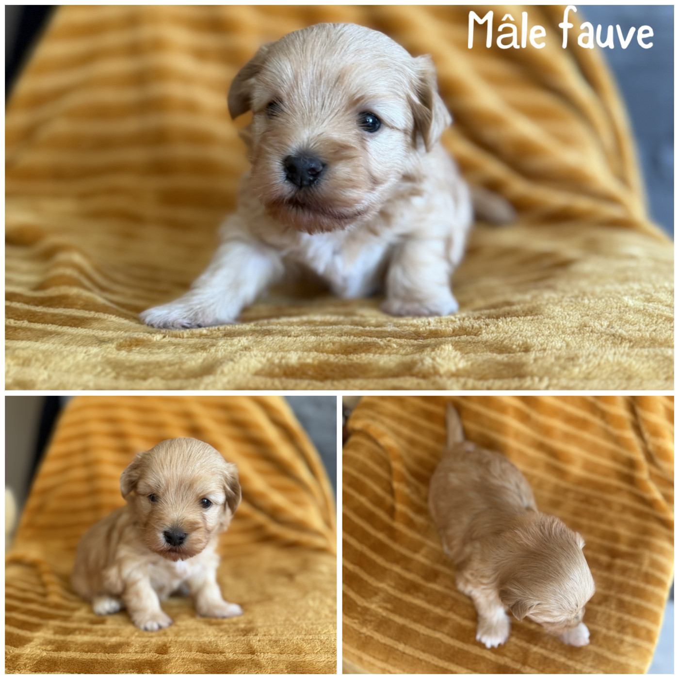 Des Terres De L'Avesnois - Chiots disponibles - Bichon Havanais
