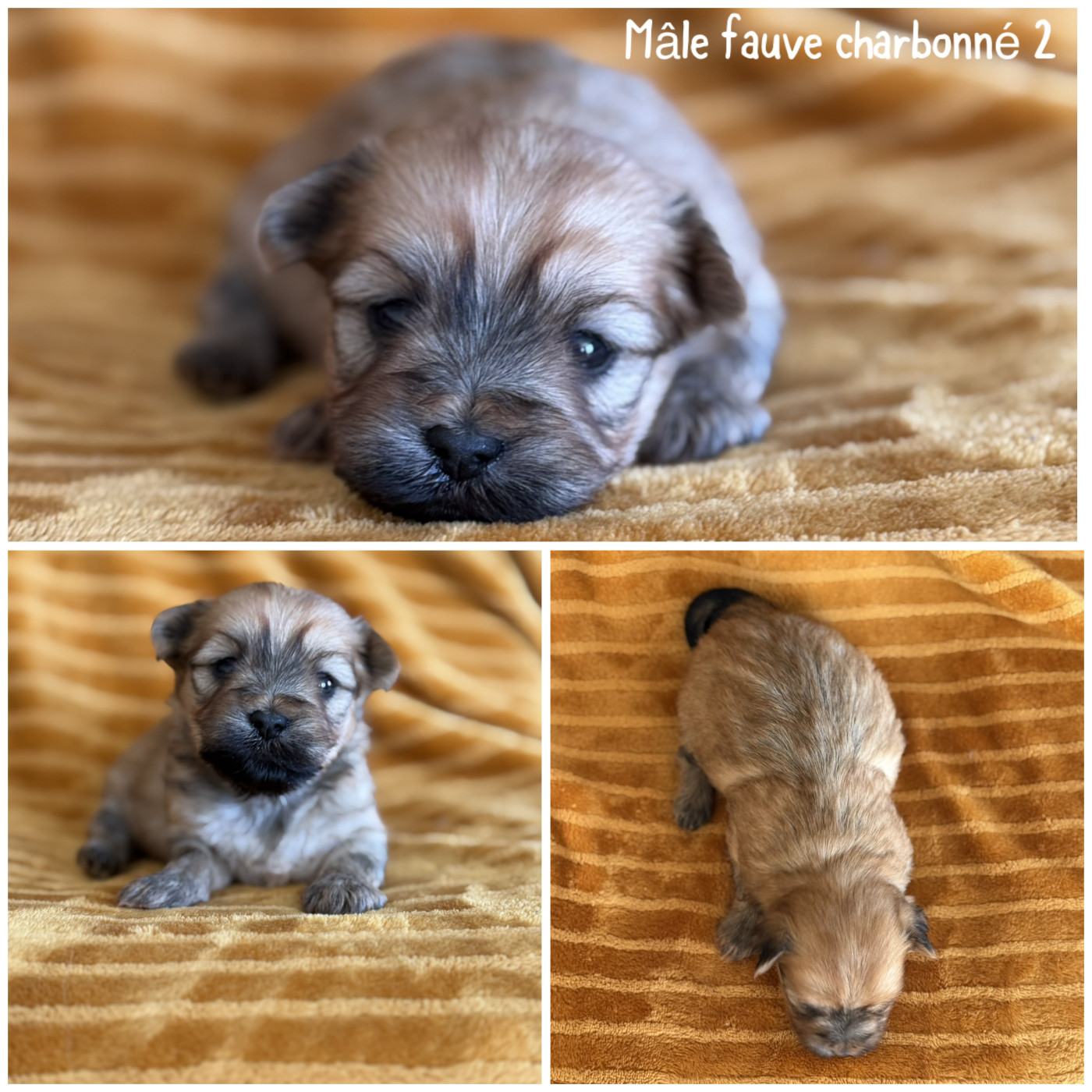 Des Terres De L'Avesnois - Chiots disponibles - Bichon Havanais