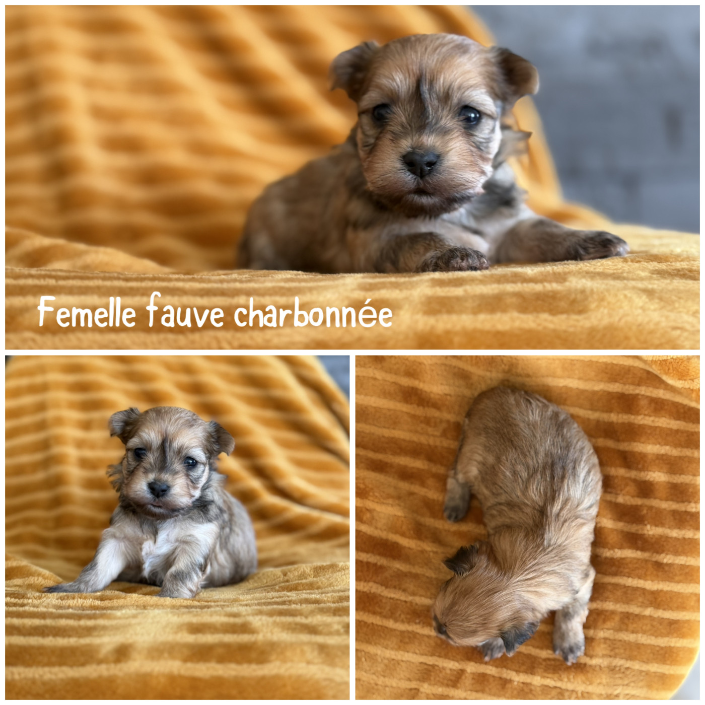 Des Terres De L'Avesnois - Chiots disponibles - Bichon Havanais