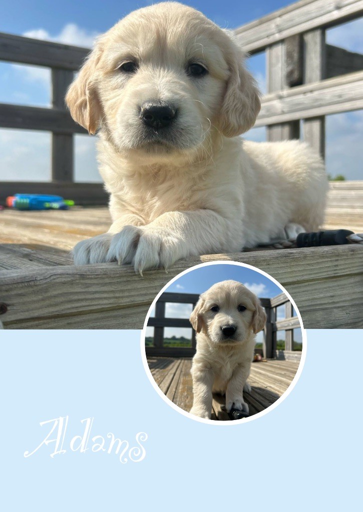 Des Terres De L'Avesnois - Chiots disponibles - Golden Retriever