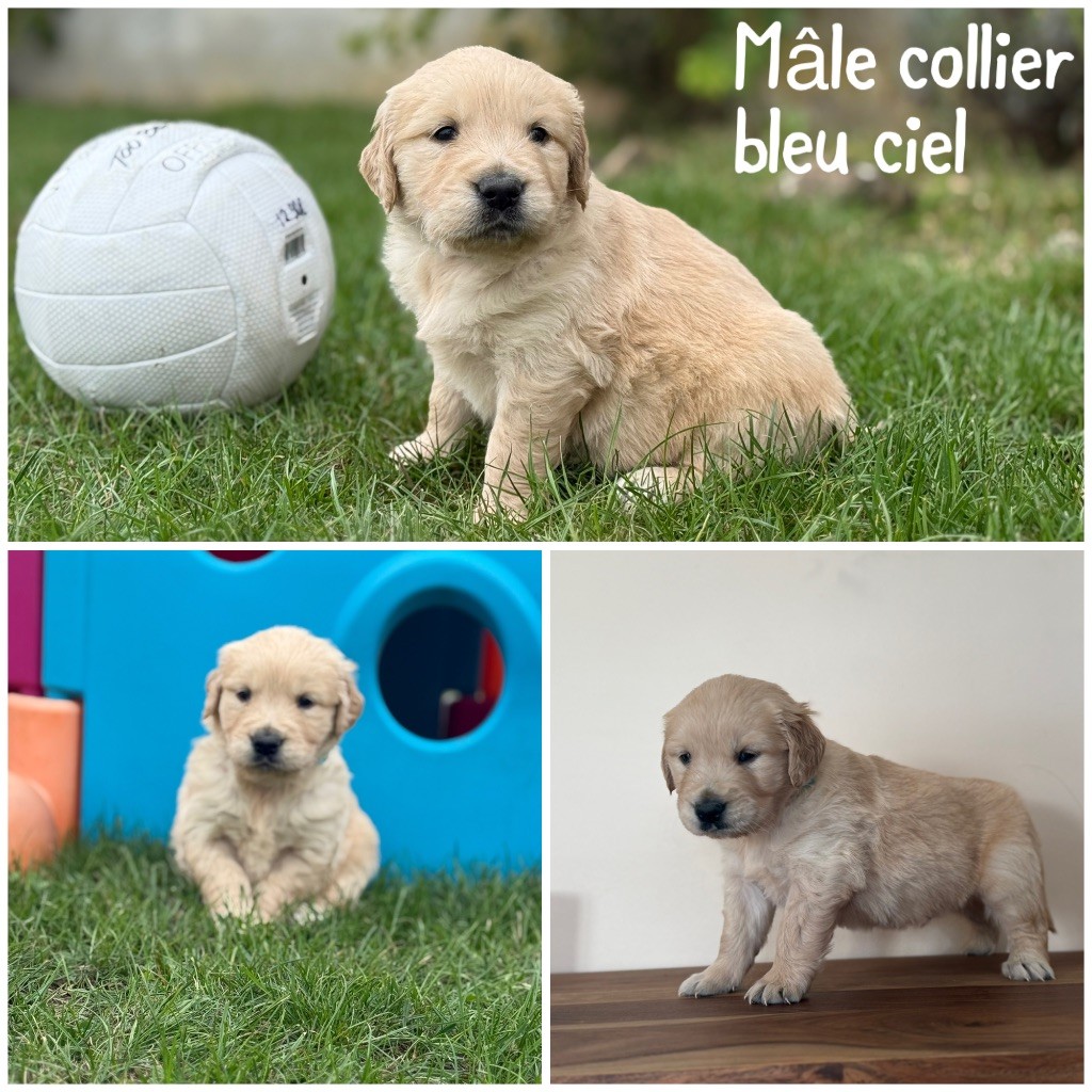 Des Terres De L'Avesnois - Chiots disponibles - Golden Retriever