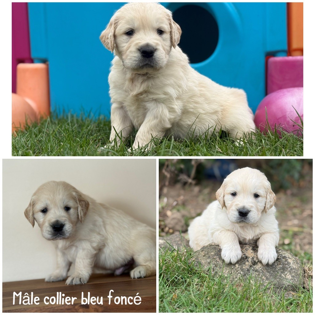 Des Terres De L'Avesnois - Chiots disponibles - Golden Retriever