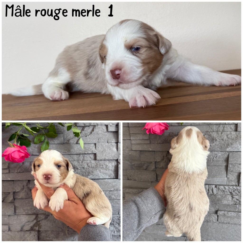 Des Terres De L'Avesnois - Chiots disponibles - Berger Américain Miniature 