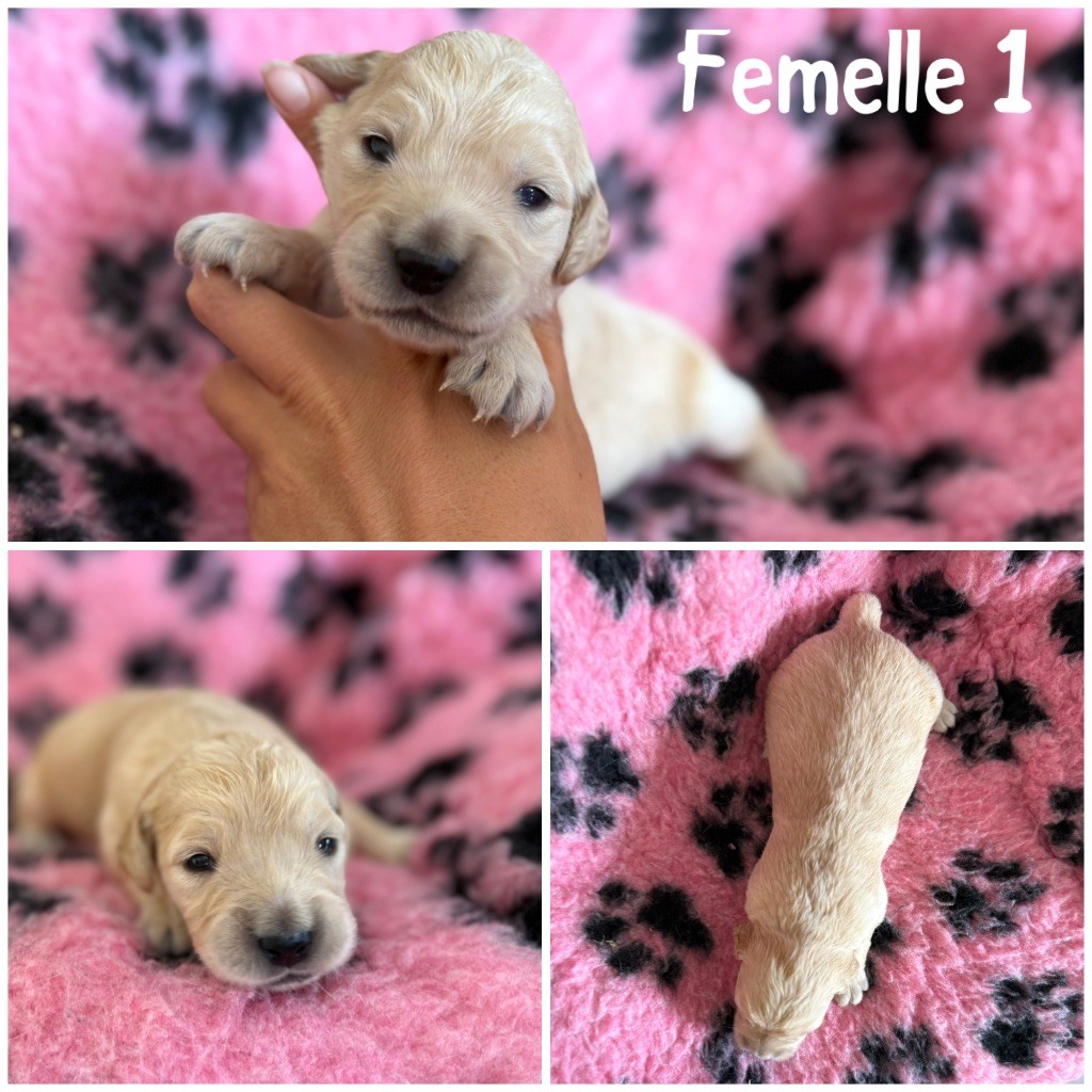 Des Terres De L'Avesnois - Chiots disponibles - Golden Retriever