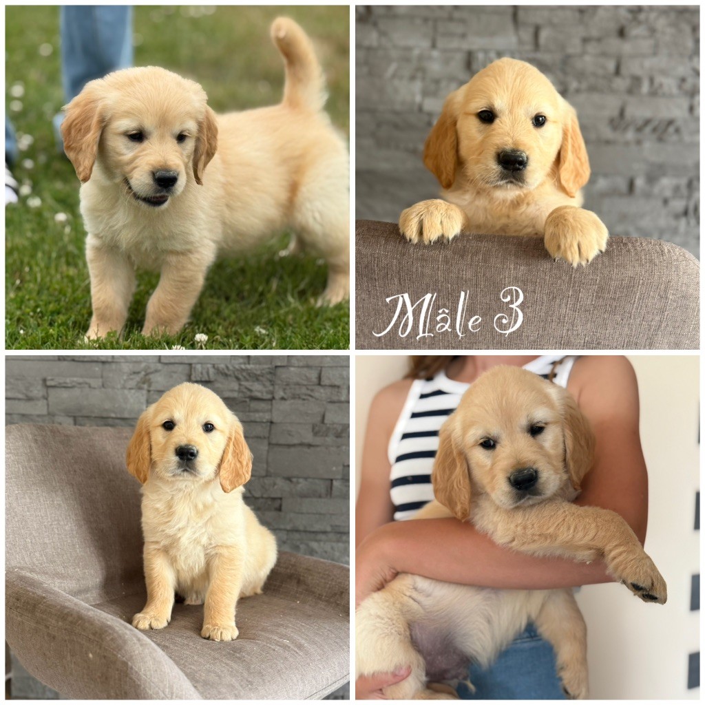 Des Terres De L'Avesnois - Chiots disponibles - Golden Retriever
